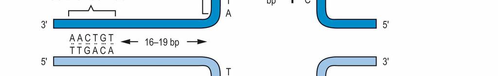 Struktura prokaryotických promotorů krátké konzervativní sekvence