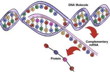 Přepis genetické informace z DNA do RNA: transkripce převedení informace v podobě sekvence deoxyribonukleotidů v DNA do sekvence ribonukleotidů v RNA (transkriptu) informace si v RNA udržuje podobnou