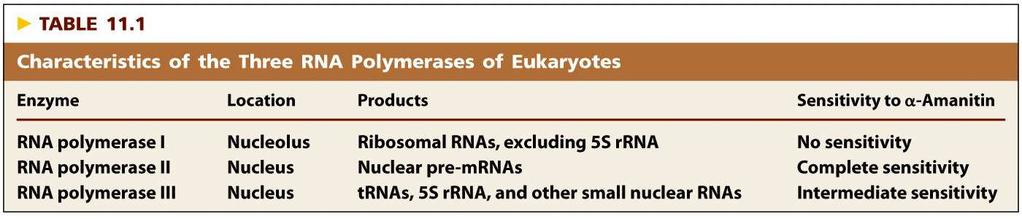 Tři typy RNA polymeráz u eukaryot odlišnost v typu přepisovaných genů: RNA-polymeráza I: geny kódující rrna (5,8S, 18S a 28S) RNA-polymeráza II: