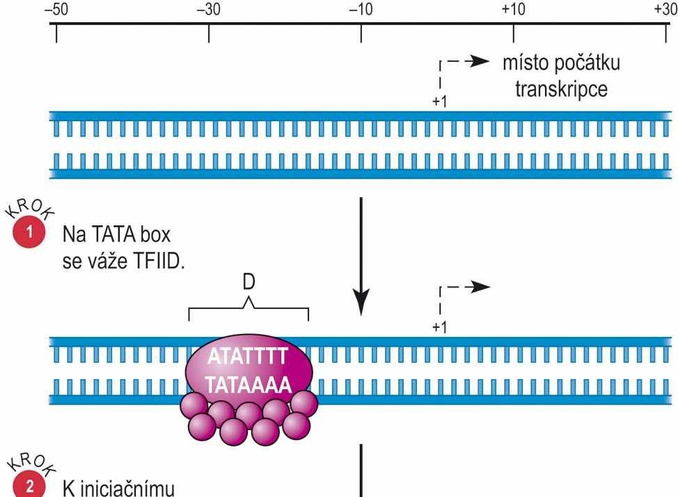 Iniciace transkripce RNApolymerázou II základní