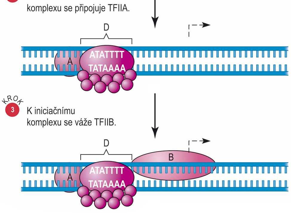 TFIID (a několik malých proteinů) rozeznává a