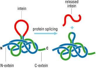Sestřih proteinů objeven v roce 1990 (Anraku a Stevens) jiný mechanismus, stejný princip jako u sestřihu RNA vyštěpení vnitřní části