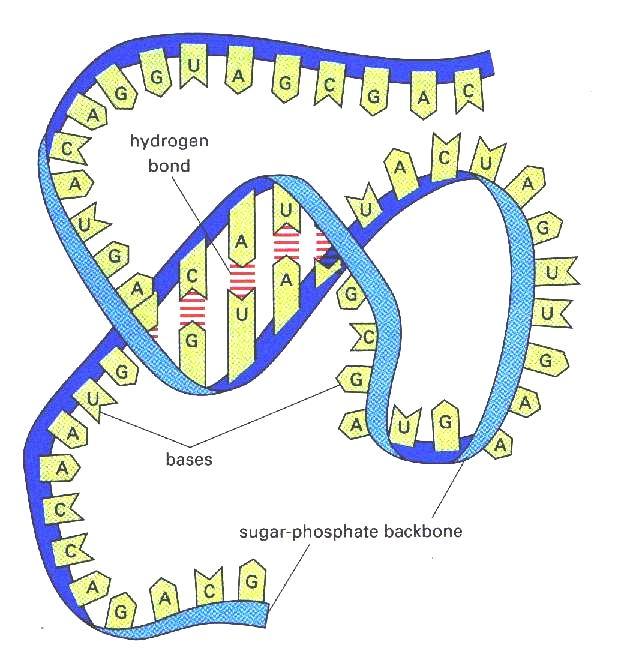 RNA ribonukleová kyselina D-ribóza A,U,G, C