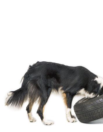 Kromě nezvyklého pachu gumy může být některý pes zneklidněn i ozvěnou, která vzniká při jeho hlasitém čichání uvnitř pneumatiky.