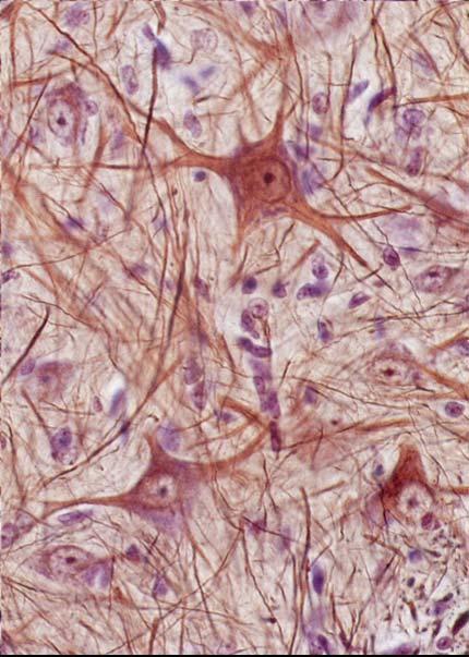 Modul IB Nervová tkáň histologie a embryologie Martin Špaček (m.spacek spacek@centrum. @centrum.cz) Zdroje obrázků: Junqueira et al.