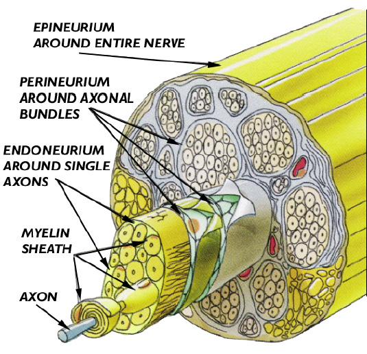 Periferní