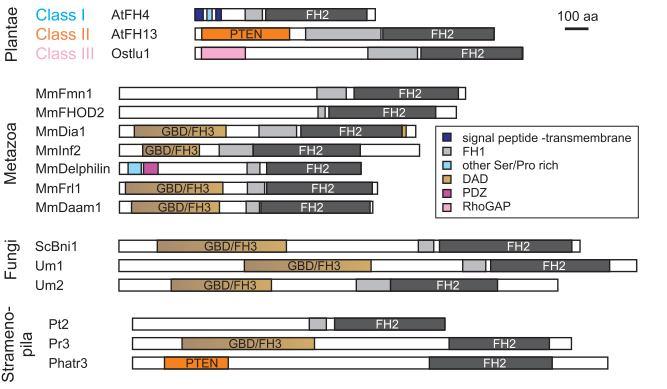 třídy III vyskytující se u některých řas nebo u mechu Physcomitrella patens, jež obsahují RhoGAP doménu, netvoří evoluční přechod mezi živočichy, houbami a rostlinami (Grunt et al., 2008).