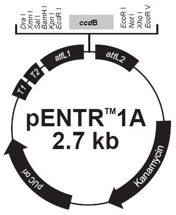 4. 2. Plazmidy Pro klonování PTEN domény byl vybrán plazmid pentr 1A (FD349 ve sbírce; Invitrogen ) rezistence na kanamycin o výsledné koncentraci 50 mm.