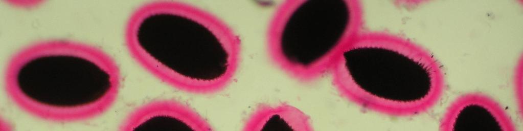 a) b) c) 0 0,2 mm 0,2mm Obr.
