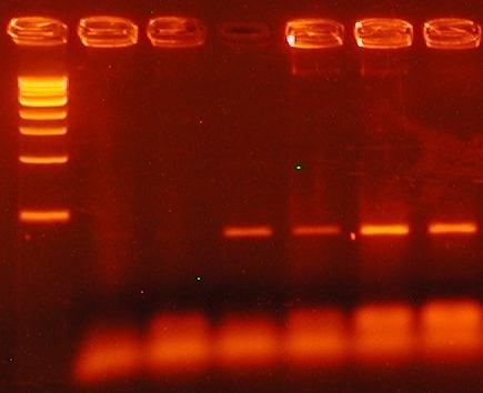 Ze 4 kombinací primerů, jež byly vyzkoušeny na genomové DNA, byly vybrány primery 3 a 2. Použitím primerů 3+2 na cdna během PCR vznikl fragment o velikosti 368 bp (Tab. 2).
