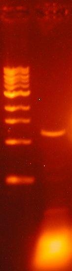 Zkouška primerů navržených pro izolaci PTEN domény podle databáze TAIR a UniProt proběhla úspěšně na genomové DNA (Obr. 8a). Z DNA byly pomnoženy fragmenty požadované velikosti.