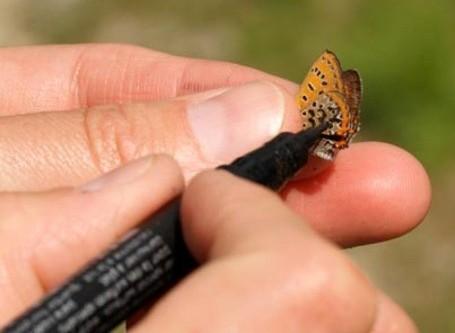 Odhady velikosti populace a disperze metoda zpětných odchytů capture-mark-recapture použitelné jen pro velké, nápadné a lehce chytatelné druhy (denní motýli, někteří brouci, rovnokřídlí) označení
