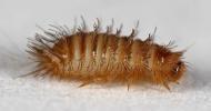 Ochrana sbírky hmyzu před škůdci Anthrenus spp. - rušník mol šatní Tribolium spp.