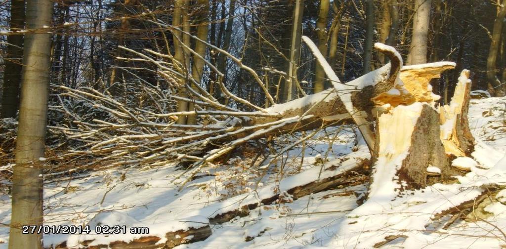Február P o dlhej a chladnej zime si príroda pomaličky otvára svoje zasnežené viečka. Pani Meluzína pomaličky zvlieka stromy z belasých šiat, bielu perinku nahrádza mäkký koberec.