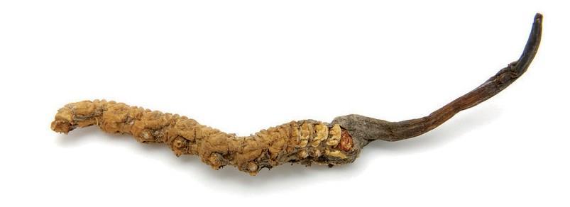 CORDYCEPS