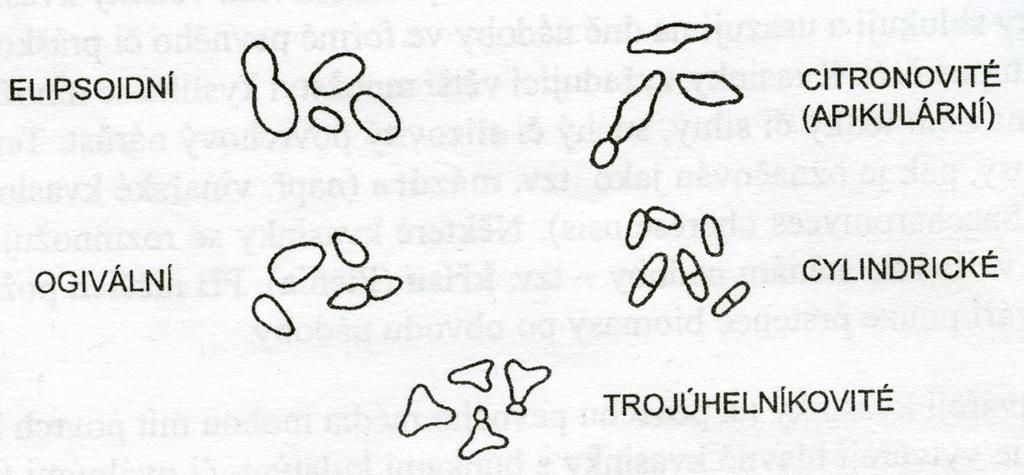 (bakterie<kvasinky<savčí buňky) - u jednoho druhu (haploidní<diploidní<polyploidní) - vegetativní