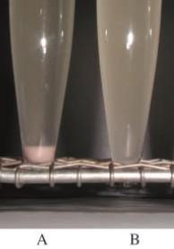 biosorbce & sedimentace - hybrid Aga2 (aglutininy nebo Flo1 ) s testovaným proteinem -