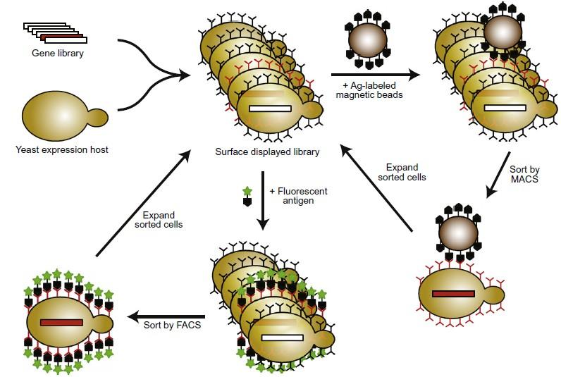 YSD - testy antigen/protilátka - nabohacení i slabších interakcí