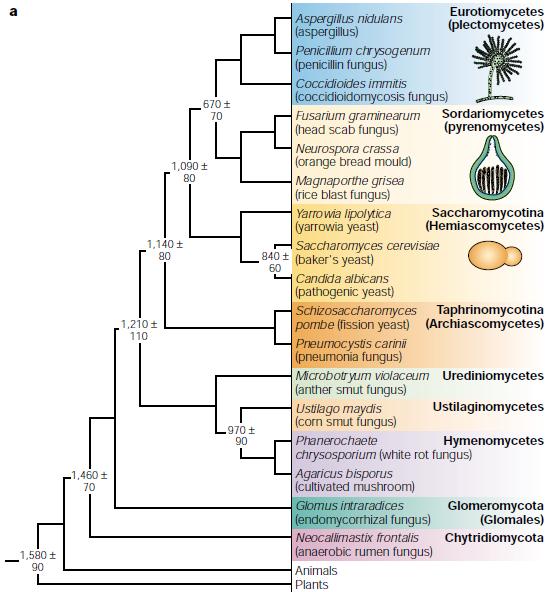 říše hub: Hedges, Nat Rev Genet, 2002 pezizomycotina Taxonomie kvasinek