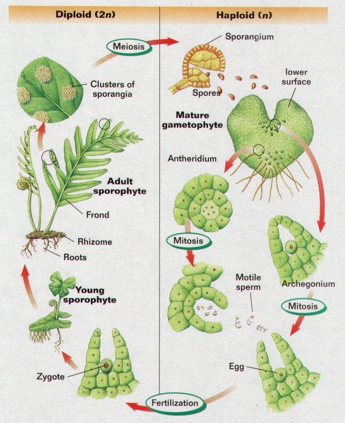 jsou objevena archegonia a antheridia, u jednotlivých skupin výtrusných rostlin 2.
