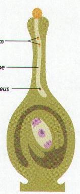 Osservazioni microscopiche sopra varie piante (Mondena 1823) Carl Wilhelm