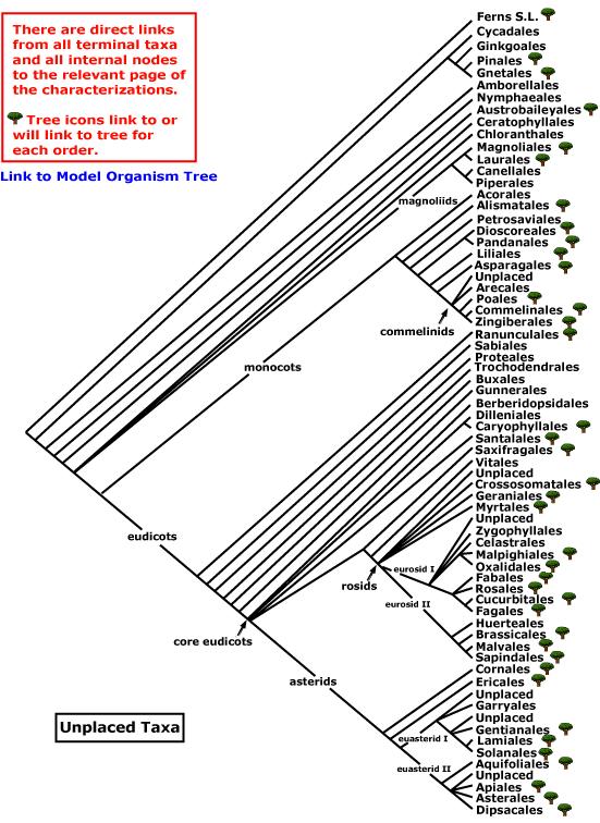 Angiosperm Phylogeny Group Stevens, P. F.