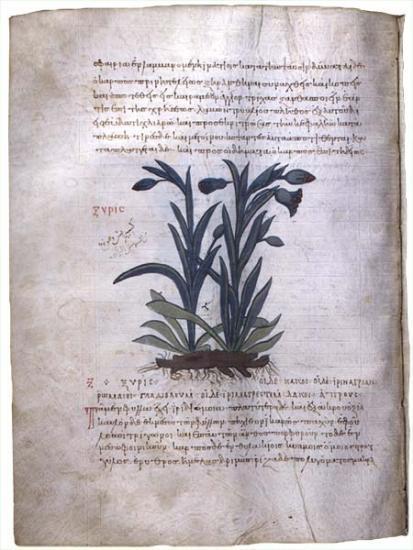 vydání  medica 1554