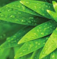 Povzbudzujúce rastlinné tonikum Infuzované Aloe Vera, bezalkoholové tvárové tonikum s mandarínkovo-citrusovou vôňou, poskytuje hydratáciu a osviežuje unaveno vyzerajúcu pleť.