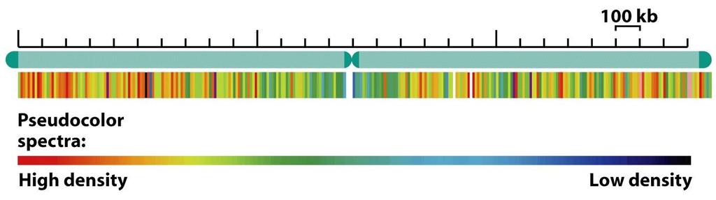ROZLOŽENÍ GENŮ NA CHROMOZOMU Nehomogenní Geny i v centromeře, nižší hustota