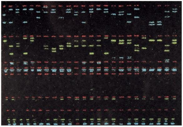 Rozptýlené repetice REPETICE vznikají transpozicí LINEs (long interspersed nuclear elements) nad 300 bp SINEs (short interspersed nuclear elements) přibližně 300 bp Tandemové repetice - satelity LTR