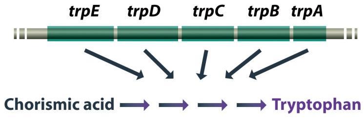 OPERON laktózový operon využití laktózy tryptofanový operon stejná biochemická