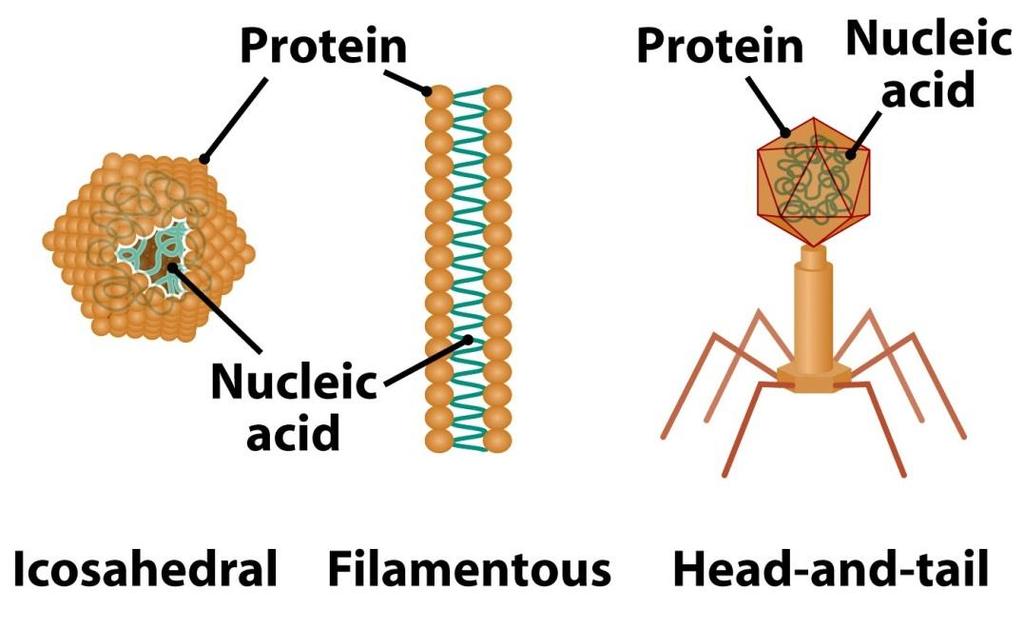 VIROVÝ GENOM virus nukleoproteinová částice závislé na hostiteli = parazité potřebují ribozomy a translační aparát pro syntézu proteinového obalu