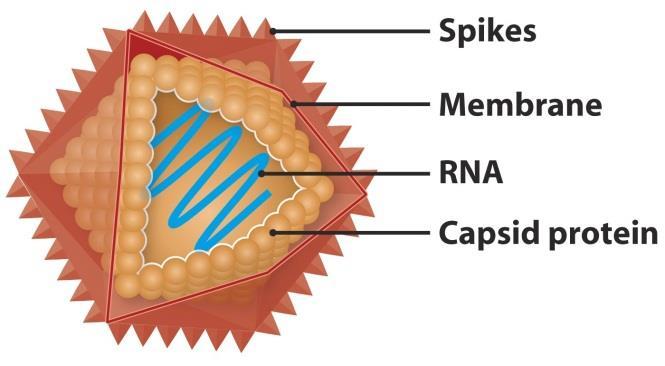 VIRY EUKARYOT kapsid ikozaedr nebo filamentální lipidická membrána odvozená z hostitelské buňky rostlinné viry většinou RNA lytická i lyzogenní