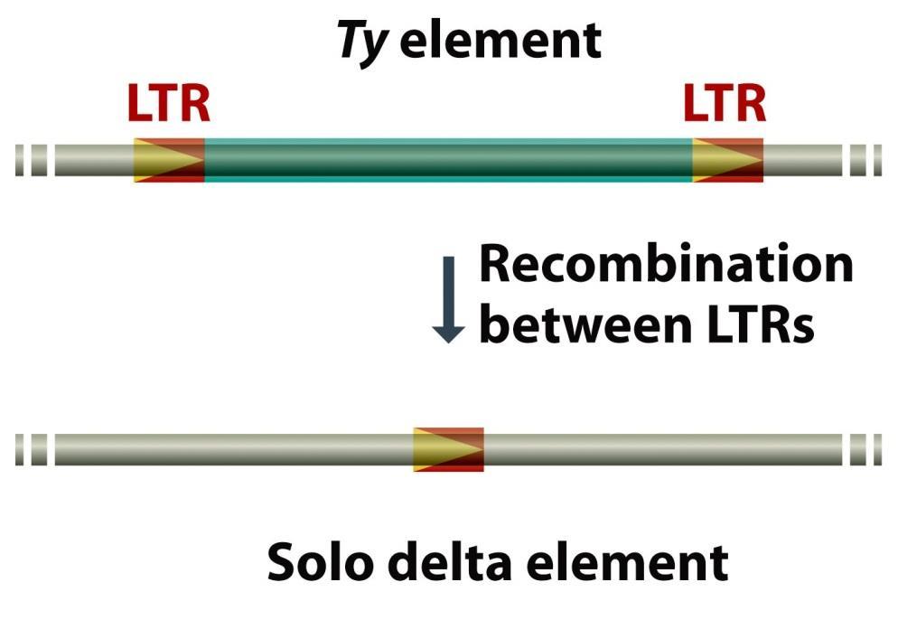 RETROTRANSPOZONY s LTR Ty element první objevený v kvasinkách 6.