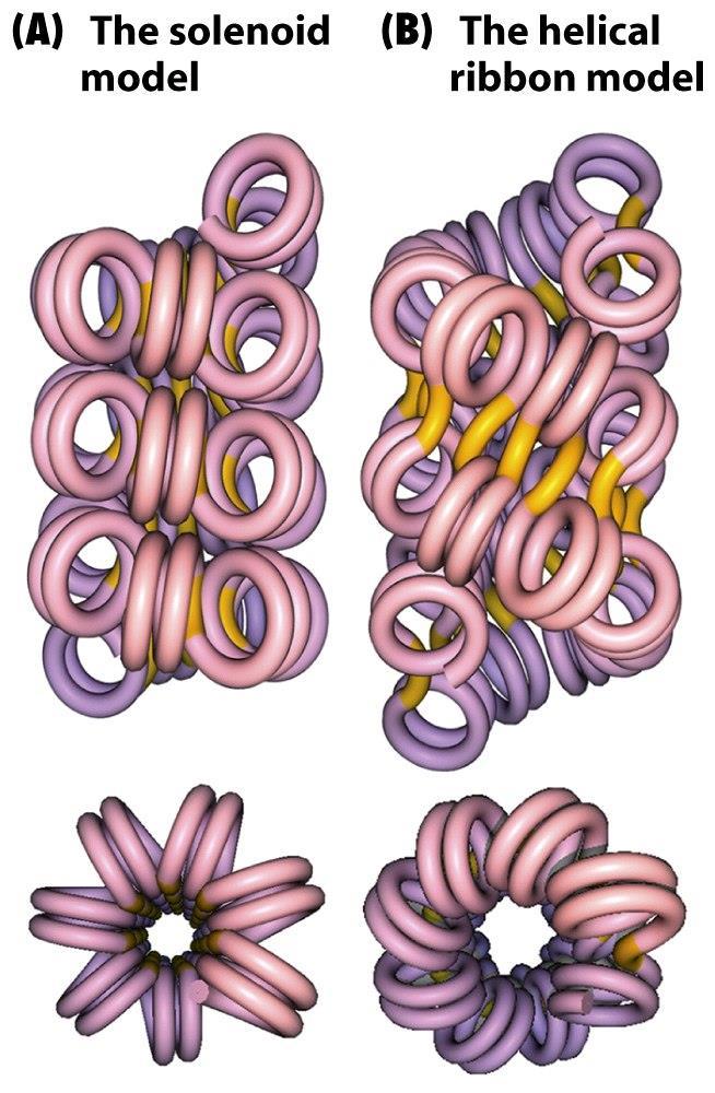 STRUKTURA CHROMOZOMŮ 30 nm chromatinové vlákno interfázní chromozomy několik teorií, 2 modely: solenoidový model pouze spojovací histony