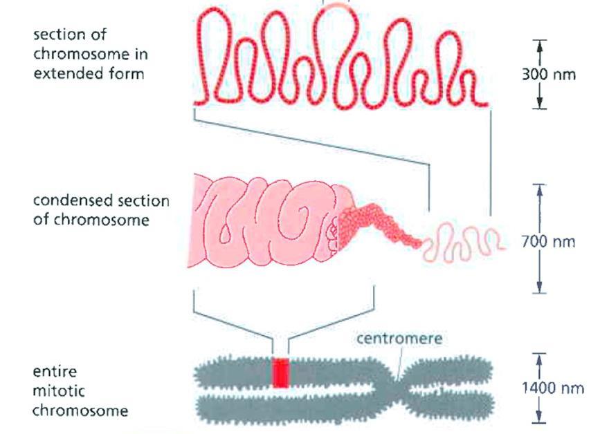 chromozomy: 1400 nm jedna