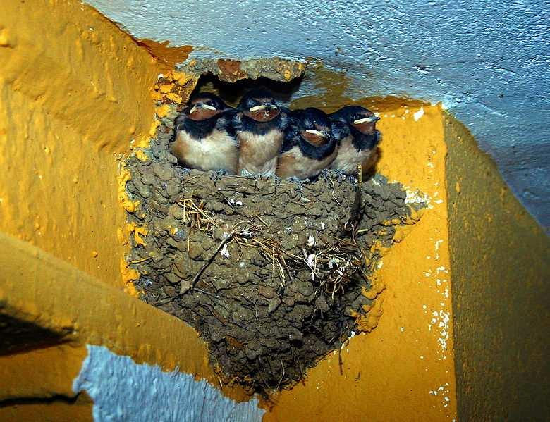 VLAŠTOVKA OBECNÁ 1.Mláďata opouštějí hnízdo po 19-23 dnech, ale ještě dalších 14-16 dní je oba rodiče krmí. 2.