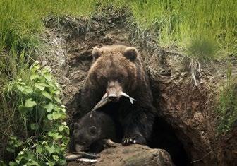Chovatelský úsek Animal Breeding Department Jedno ze čtyř koťat manula One of the four Palla s cat kittens Medvědi kamčatští / Kamchatka brown bears rozmnožil korálnatec 0.0.1 houbovník (Fungia spp.).