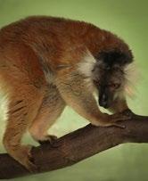 Chovatelský úsek Animal Breeding Department Nové druhy Kolekci zvířat chovaných v brněnské zoologické zahradě obohatil v roce 2016 příchod 94 nových živočišných druhů (40 druhů obratlovců a 54 druhů