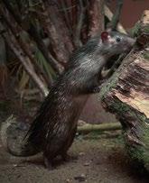 2 vari černobílý (Varecia variegata variegata), hlodavec z čeledi dikobrazovitých 3.0 osinák africký (Aterurus africanus), malá kočkovitá šelma z Mexika, Střední a Jižní Ameriky 0.