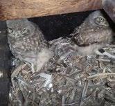 Chovatelský úsek Animal Breeding Department Mladí sýčci v budce Young little owls in the birdhouse Photo by Lubomír Opluštil době v České republice vykazuje velmi nízkou hustotu, což existenci druhu