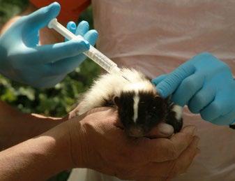 Veterinární péče Veterinary Care Veterinární, preventivní a léčebná péče probíhala, stejně jako v minulých letech, i v roce 2016 ve třech oblastech.