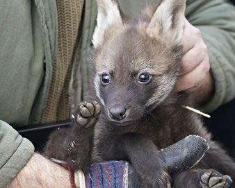 Veterinární péče Veterinary Care Očkování štěněte vlka hřivnatého The vaccination of a maned wolf puppy Photo by Alexandr Krátký Opatření v oblasti deratizace, dezinfekce a dezinsekce (DDD) probíhala