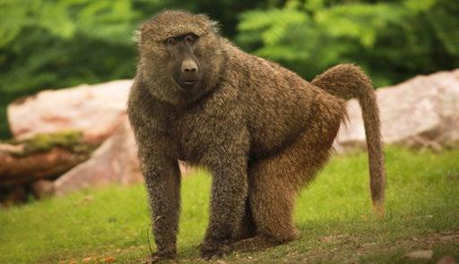 Technický úsek Technical Department Pavián anubi v nové expozici An olive baboon at the new exposition Technický úsek byl v roce 2016 organizačně rozčleněn do šesti útvarů: investičního, informační