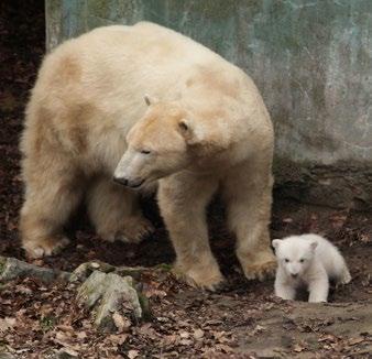 Chovatelský úsek Animal Breeding Department K poslednímu dni roku 2016 bylo vedeno v Evropských plemenných knihách (ESB) 14 druhů či poddruhů savců, ptáků a plazů chovaných v Zoo Brno: Český název