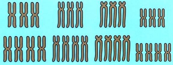 a) normálne chromozómové sady, diploid 2n; b) jedna sada chromozómov, monoploid (haploid) n; c) viac ako normálny počet chromozómov, polyploidy, triploid 3n, tetraploid 4n Zvýšenie počtu chromozómov