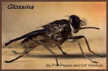 Prenáša sa muchou Glossina morsitans, nagana Tripanzóma spavičná (Trypanosoma gambiense) Afrika, krvný parazit (anémia,