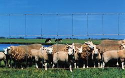 Siete Ursus, ideálne riešenie na oplotenie lúk, v poľnohospodárstve a chovateľstve.