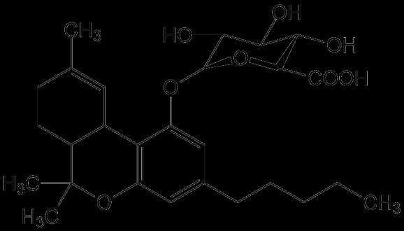 Hlavné metabolity THC Voľné kanabinoidy -I. fáza metabolizmu Glukuronidy II.