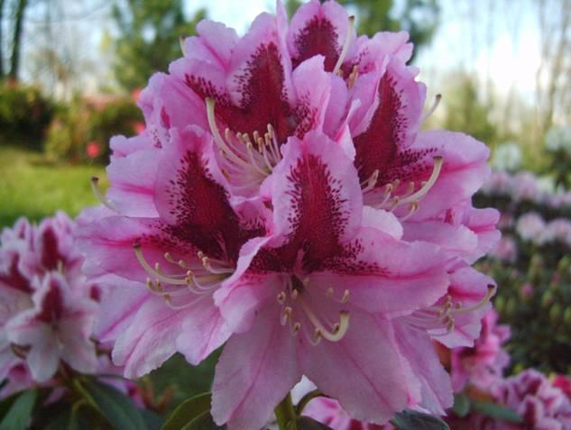 Rododendron je středního vzrůstu s mrazuvzdorností v intervalu -20 C (květní pupeny), -24 C (listy).